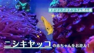 【海水魚】ニシキヤッコベビーの飼育に苦戦 - Struggling to keep a baby Regal angelfish