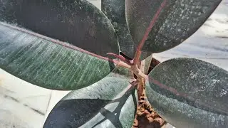 Rubber plant care and propagation 