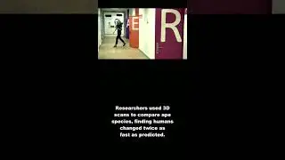 Human: Human skulls evolved at double speed! #Shorts #animals