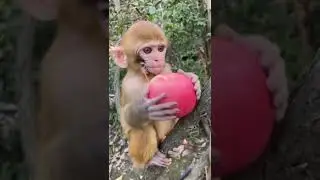 #lovableanimals #monkey #mono #shorts