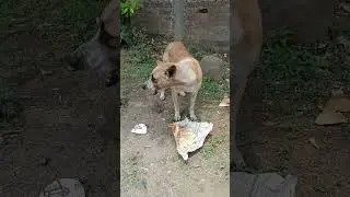 #shorts He was so hungry 😞  #dog #ytshorts #viral #trending #youtubeshorts #hungry #food #feed #cute