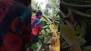 #koha tayo ng sagin