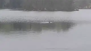 Er dette et sj&oslash;monster eller en kjempe-fisk?