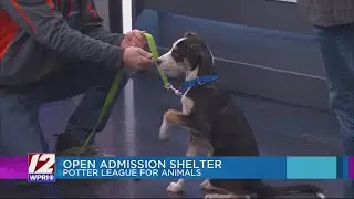 Adopt-A-Pet: Meet Albert from Potter League for Animals!