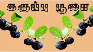 phyllanthus reticulatus /கருப்பு பூலா மருத்துவம் /karumpoola medicine