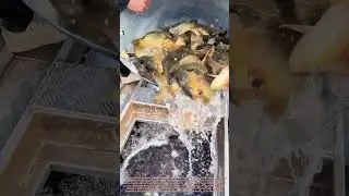 Catch Transfer: The Efficient Way Fishermen Move Fish to Market