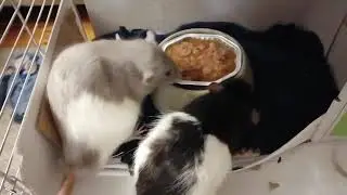 Cat food, will rats eat it? #shorts #pets #cute #rat