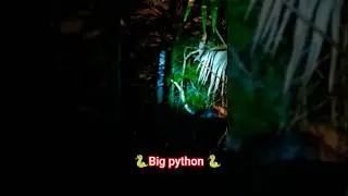 Big python catching time || python rescue video