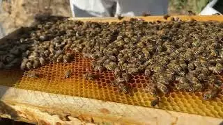 Bu Arı Adam Olmaz Dedim Ve…#arıcılık#anaarı#bal#polen#propolis 