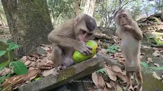 Monkey Snoopy Lilo and Lila ate mangoes it is one of the favourite fruits of monkey🐵💛