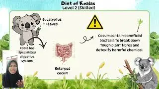 DIET OF KOALA - BDT316