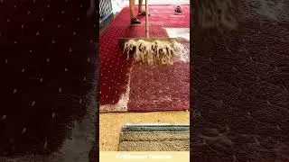 Fancy Carpet Cleaning with Water #shorts