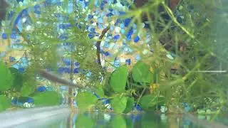 Yellow Danio Lighting the Tank | Aquarium Color Therapy 🟡🖤🌿