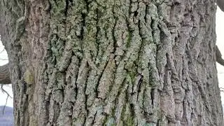 Pfullinger Sagenweg: Bismarckeiche