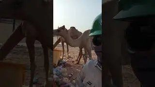 Camel invasion inside Saudi Aramco Jafurah Plant