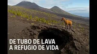 Así nace la vida en un tubo volcánico
