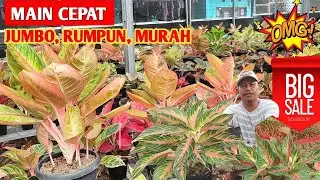 Main Cepat‼️ Aglonema Jumbo, Rumpun, Harga Murah ~ 75
