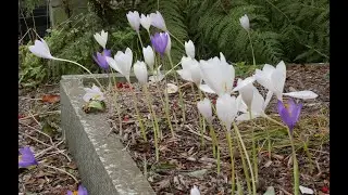 Bulb Log Video Diary Supplement   Autumn flowering Crocus and Colchicum