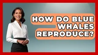 How Do Blue Whales Reproduce? - The Marine Life Explorer