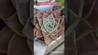 【多肉植物】品種紹介　エケベリア　ミア