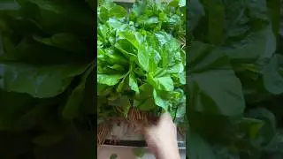 Health Benefits,how to clean ,how to cook thotakura / amaranth