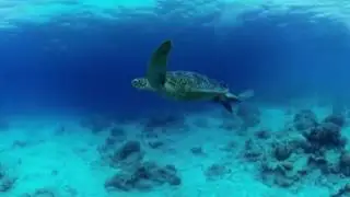 Vyu360, New 4K Underwater 360 Action Camera