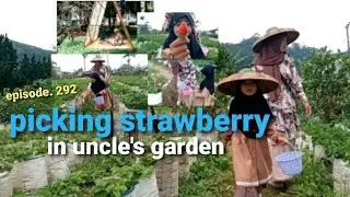 istri dan anakku panen strawberry di kebun paman