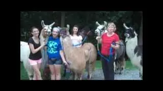 Several of the youth who show the llamas from Dawn of Promise Farm in Indiana