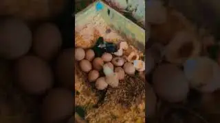 Imported hen #allahhuakbar #shortsvideo #hen