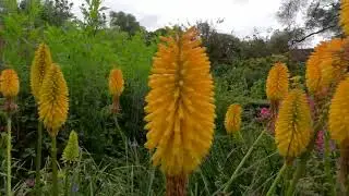 GX011783 Herbaceous plants with Beautiful very uncommon Flowers