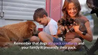 The most effective method to encourage positive behavior in your dog