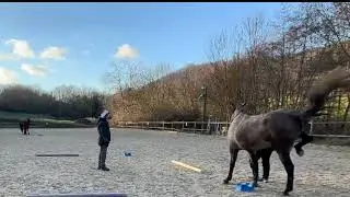 Cours commenté 2 - Module 5 introduire la gymnastique chez le jeune cheval