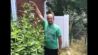 Jerusalem Artichoke every thing you need to know!