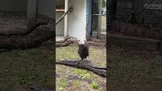 Sounds of a bald eagle - rehab beigee being released into the wild #baldeagle #birds #wildanimals