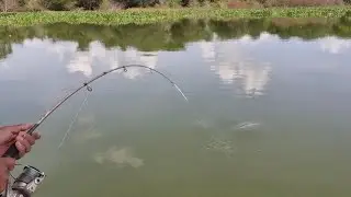 Pescaria de piauçu, aqui a briga é grande...