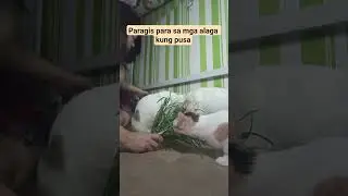 PARAGIS GRASS PARA SA MGA ALAGA KO PUSA #shorts #youtubeshorts #cat #happy