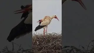 White stork sounds | White storks in the nest portugal