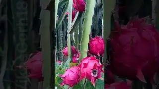 Grow Once, Earn for 20 Years 😱 🔥#dragonfruit#dragonfruitfarming#profitablefarming#smartfarming