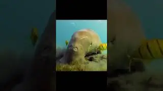 Дюгонь или....
