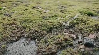 Nexus 5X Video Sample 4K