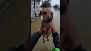 puppy save of the day