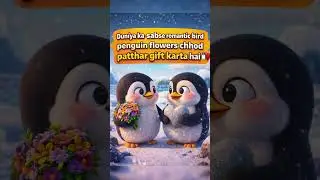 Penguin Love Story 🐧❤️ | Amazing Bird Fact | Flowers नहीं, पत्थर! 😮 #shorts