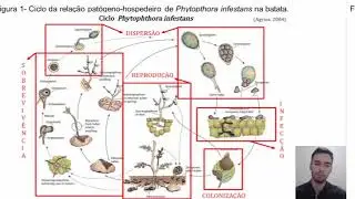 Ciclo do pat&oacute;geno hospedeiro - Requeima da batata