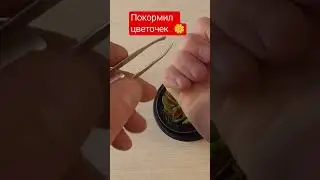 Покормил венерину мухоловку