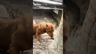Pitbull Cute  🔥 #pitmonsters