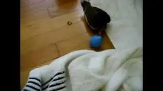 White winged dove ( Hope )