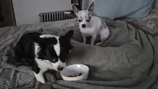 The Healthiest Dog Food #tasty