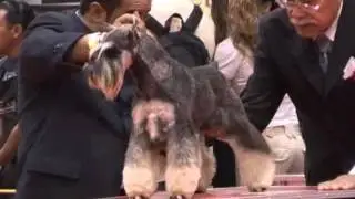 EXPOCAN MEXICO RAZA SCHNAUZER EN SUS VARIEDADES