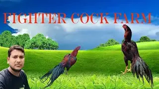 Fight Cock Farms In Village !! খুব সস্তায় খেলার মোরক পাওয়া যায়