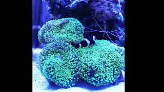 Ocellaris Clown Fish Nesting on Mushroom Coral